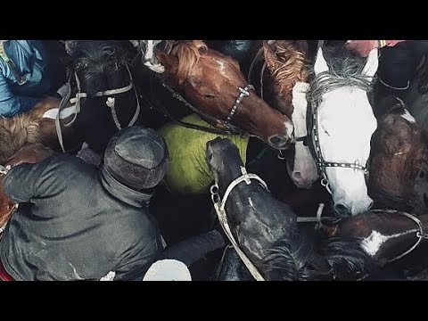 Видео: Казыгурт ауданы Халык Кахар палуан кокпары 21 11 2021 Қазығұрт көкпар