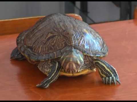 Видео: КРАСНОУХАЯ ЧЕРЕПАХА ДОМА (07.08)