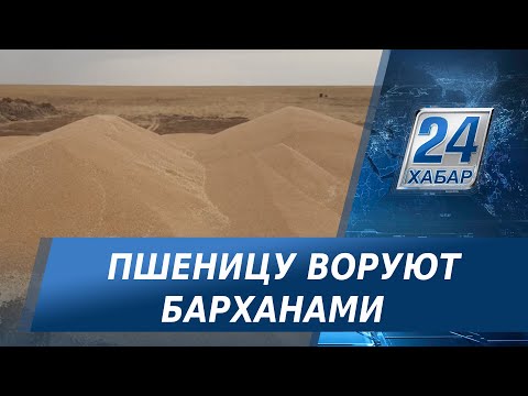 Видео: Ограбление по-атбасарски: кто и как ворует пшеницу с полей