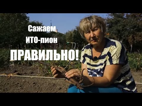 Видео: Как посадить ИТО-пион Бартзелла? / Сад Ворошиловой