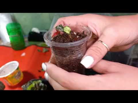 Видео: Бегонии природники пока очень радуют😍. И немного рассадок бегошек.