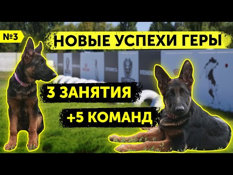 Видео: Занятие №3 | Овчарка Гера знает уже 5 команд | От 0 до послушной собак | DRED