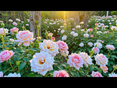 Видео: Самая красивая мелодия в мире – заставляет сердце трепетать 💖 Расслабьтесь и восстановите душу #1