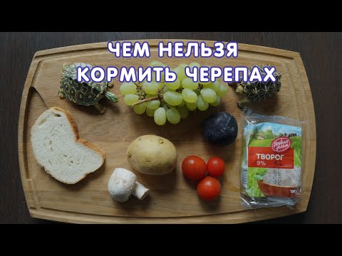 Видео: Чем нельзя кормить черепах