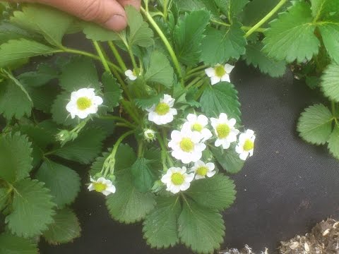 Видео: клубника просто о сложном