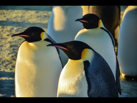 Видео: Императорские пингвины