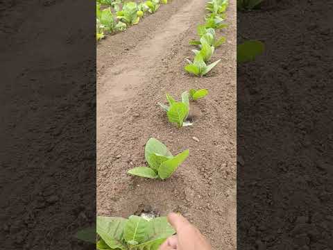 Видео: @канал Виктор Клён это тоже мой канал.