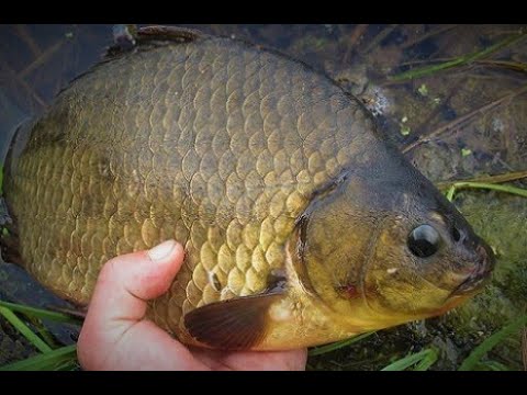 Видео: КРУПНЫЕ БОЛОТНЫЕ КАРАСИ ЛОМАЮТ КАМЫШ! РЫБАЛКА НА ПОПЛАВОК В ДИКОЙ РЕКЕ!