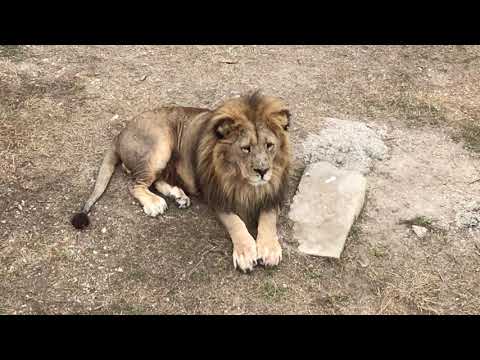 Видео: Лев Малыш - характер нордический, выдержанный. Lion Malysh is a Nordic character, sustained.