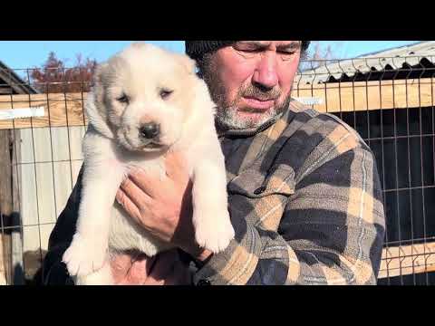 Видео: 31 октября 2025 г.