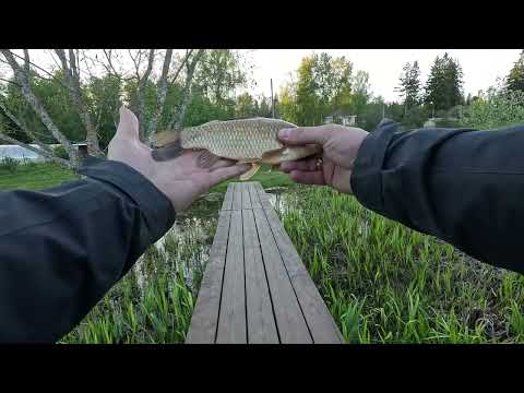 Видео: майский карасик. рыбалка на мормышинг. трофей на домашнем водоеме.