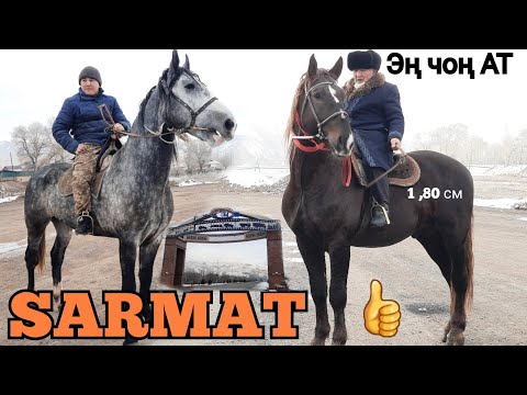 Видео: SARMAT 😱 ДӨӨ АТ 🔥 КЫРГЫЗСТАНДА ЭҢ ЧОҢ АТ АЛАЙДА 19.12.20