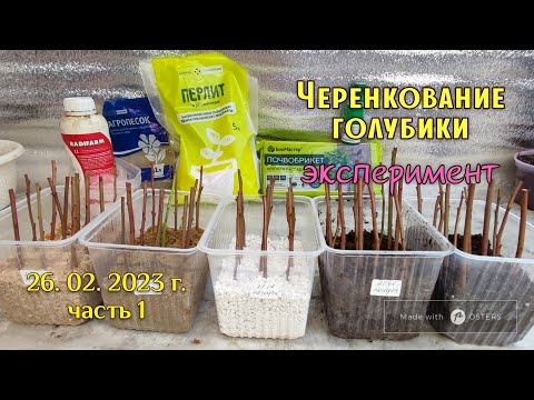 Видео: ‼️Начало эксперимента по укоренению голубики в разных грунтах‼️Зимнее черенкование.