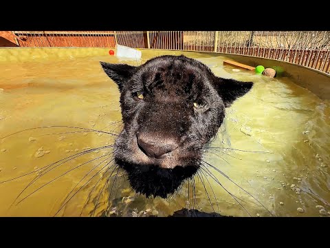 Видео: Ягуар НАУЧИЛСЯ ПЛАВАТЬ! Пантера - леопард ЛЕЗЕТ В ВОДУ СПАСАТЬ ДРУГА!))