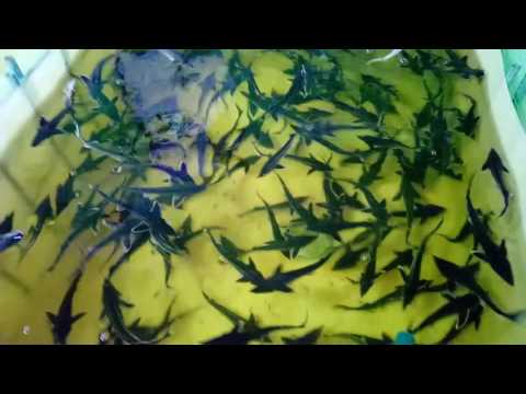 Видео: УЗВ.  Начало. Расчеты.