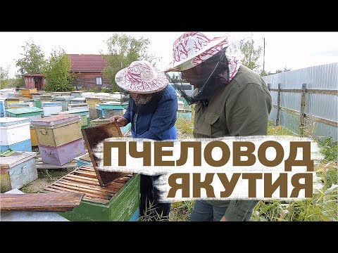 Видео: Пчеловод в Якутии