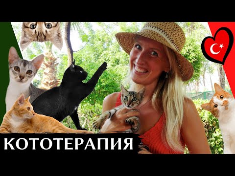 Видео: ПАРК КОШЕК, АЛАНЬЯ, ТУРЦИЯ | Как живут кошки в Турции | Kedi parkı, Alanya, Turkey
