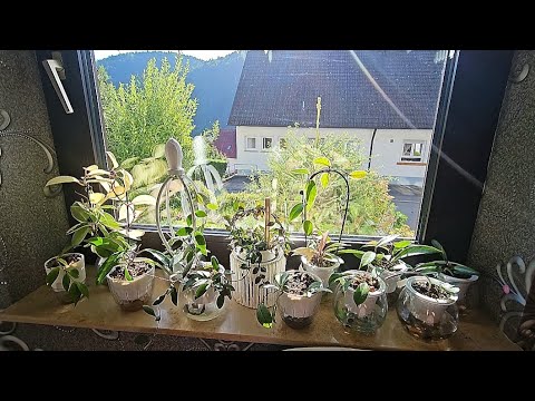 Видео: Комнатные растения ОБЗОР #plants #nature #garden #flowers#top#