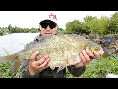 Видео: Трофейний Лящ на Десні. Фідер в Червні
