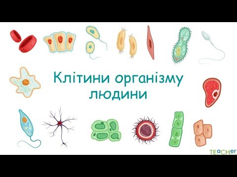 Видео: Різноманітність клітин організму людини