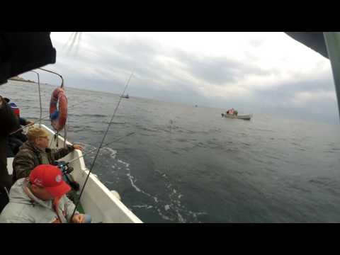 Видео: Луфарь в Балаклаве на самодур