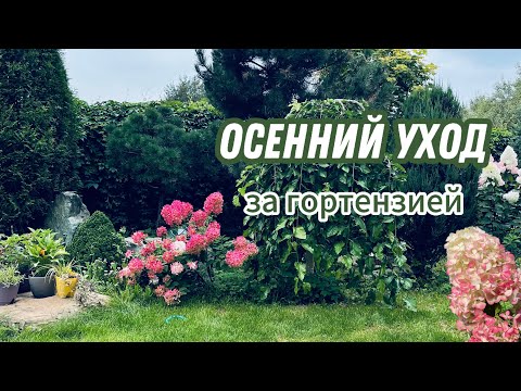 Видео: Как и когда обрезать метельчатую гортензию