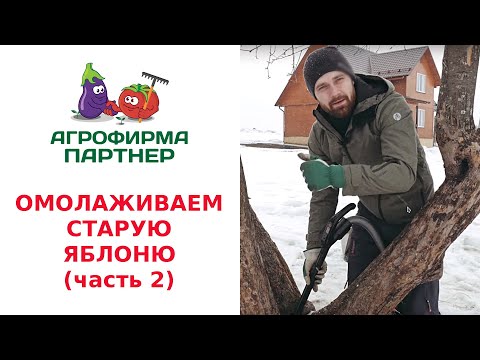 Видео: ОМОЛАЖИВАЕМ СТАРУЮ ЯБЛОНЮ. ДУПЛО. (часть 2)