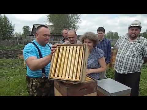 Видео: Улей УДАВ встреча в Брисовке 3ч ходим по пасеке.
