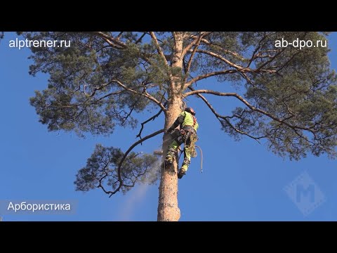 Видео: Арбористы, работа на деревьях