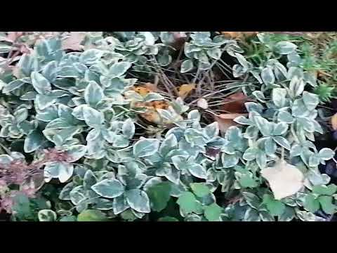 Видео: Барвинок малый серебристо-окаймлённый (Vinca minor 'Argenteovatiegata')
