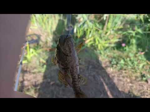 Видео: Видео 31 августа  рыбалка на пруду