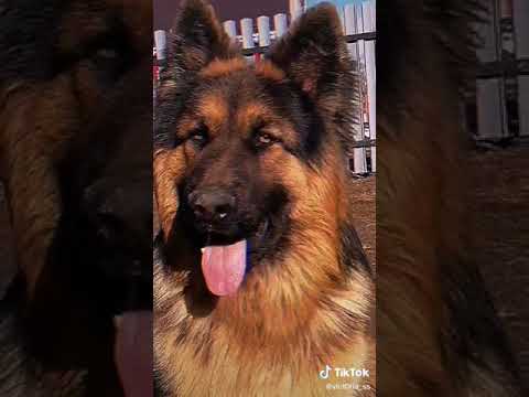 Видео: Эдиты с //овчарками//🥥🥎