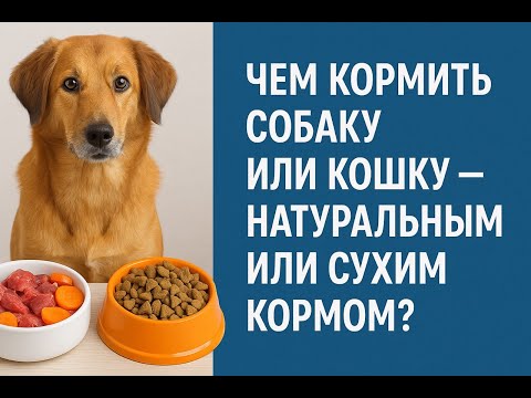 Видео: Чем кормить собаку или кошку - натуралкой или сухим кормом? Как принять правильное решение?