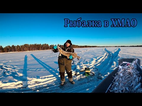 Видео: ЗИМНЯЯ РЫБАЛКА В ХМАО. ЩУКА НА ЖЕРЛИЦЫ. ЛОВЛЯ ОКУНЯ