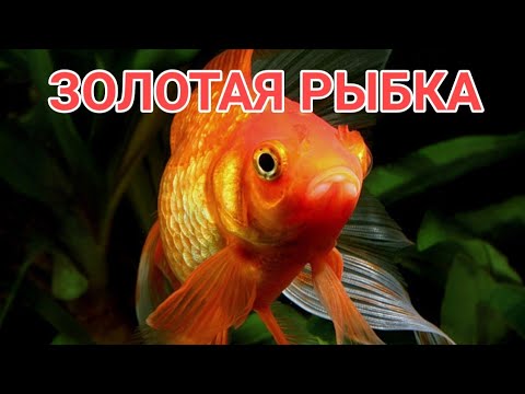 Видео: ЗОЛОТАЯ РЫБКА. СЕКРЕТЫ СОДЕРЖАНИЯ, УХОДА, РАЗМНОЖЕНИЯ И КОРМЛЕНИЯ