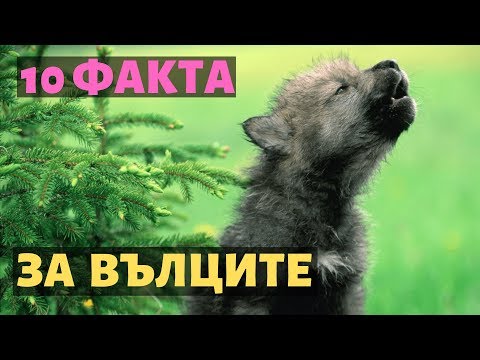 Видео: 10 ФАКТА, КОИТО НЕ ЗНАЕШ ЗА ВЪЛЦИТЕ