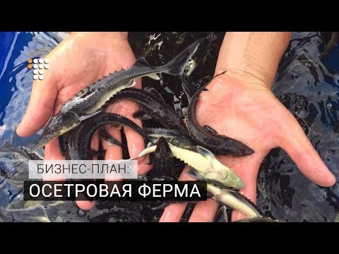 Видео: Осетровая ферма. Бизнес-план