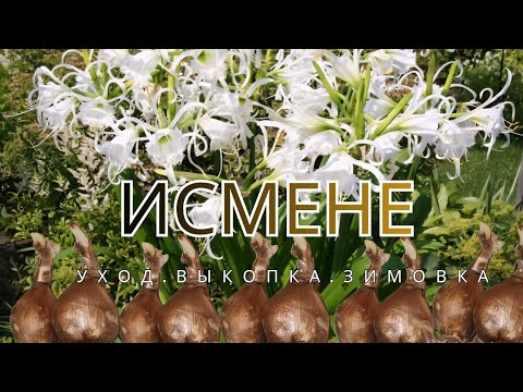 Видео: ЧТО ДЕЛАТЬ С ИСМЕНЕ ПОСЛЕ ПЕРВЫХ ЗАМОРОЗКОВ?