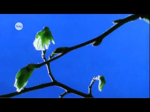 Видео: Фотосинтез дегеніміз не