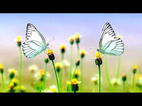 Видео: Экхарт Толле, Часть - 01. Погружение в бытие, озвучивает Nikosho.