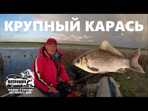 Видео: VLOG: Крупный карась, пока в "очередь" не стоит. Куршский залив. Лука. Сентябрь 2020.