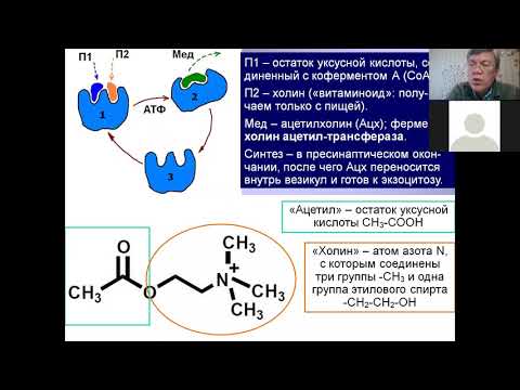 Видео: Дубынин МФК весна 2021 Химия мозга 4 ацетилхолин