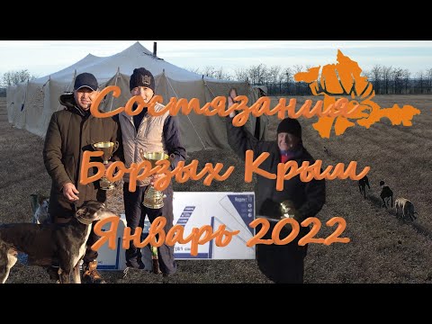 Видео: Состязания борзых по Зайцу РОО КРООР/Поимки/Русские Хортые/ Грейхаунды
