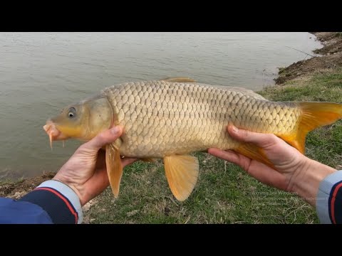 Видео: РЫБАЛКА НА САЗАНА