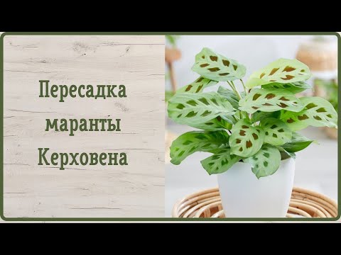 Видео: Пересадка маранты Керховена
