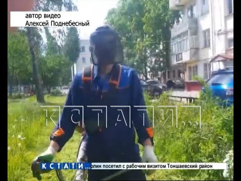 Видео: Инцел стал экологом и бросился под нож газонокосилки, пытаясь спасти одуванчики