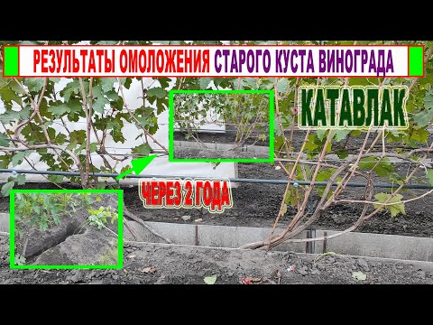 Видео: 🍇 Как ПЕРЕФОРМИРОВАТЬ СТАРЫЙ КУСТ ВИНОГРАДА без потери урожая. Обрезка куста после катавлака!