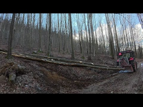Видео: Вырубка склона и выдергивание деревьев из ручья, Амлес, MS 361, Зетор, Работа в лесу