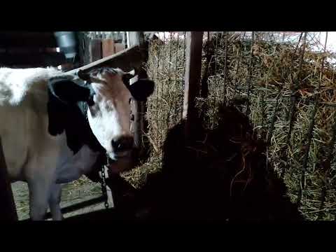 Видео: ЛЮДИ ИЗ НАРОДА 044 ЖИЗНЬ В ДЕРЕВНЕ.  СЕНО. КОРМ.