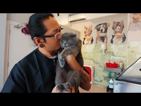 Видео: Клиенты Kissing My Cat, ура? Или нет?